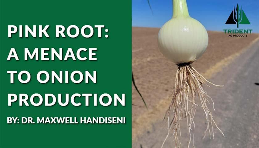 Pink Root: A Menace to Onion Production