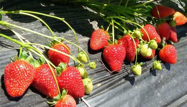 What the History of Strawberries Teaches Us Today