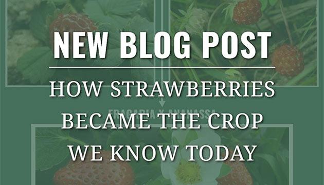 How Strawberries Became the Crop we Know Today 