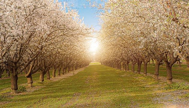 Why Pre-Plant Decisions Determine Long-Term Orchard Success