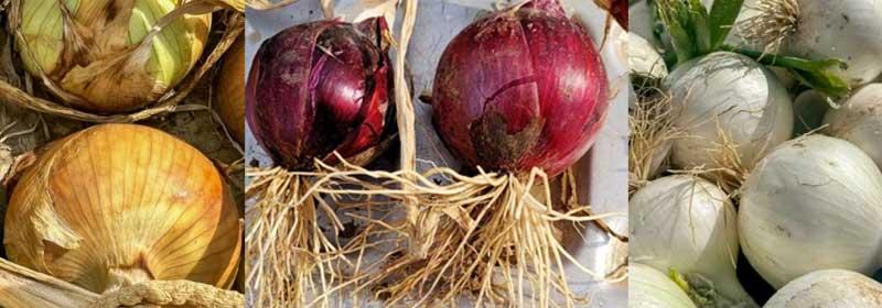 Onions are on the Way to Market