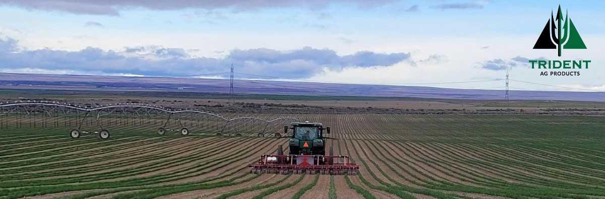 Onions in the Ground & Set for Success