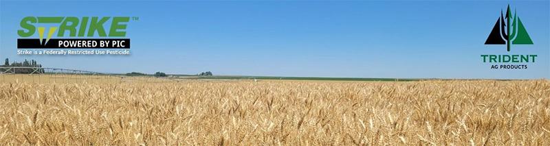 Year 2 of Trial Exploring Strike in Wheat