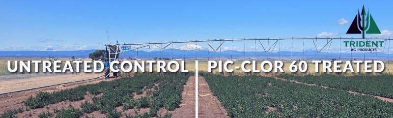 Oregon State University Mint Trial