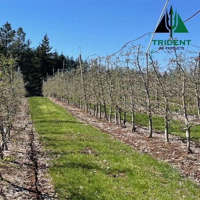 Orchard is Thriving in Salmon, WA