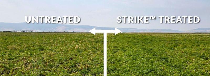 Pacific Northwest Potato Trial with Strike™