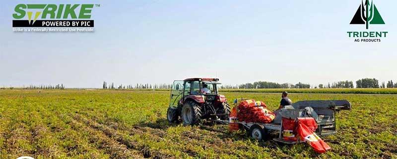 Digging into Trident's Latest Potato Trials 