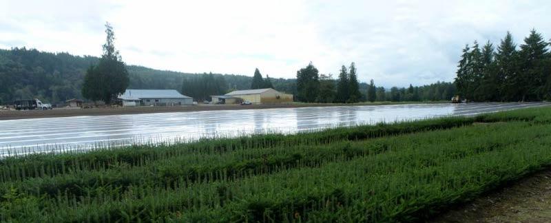 Conifer Seedlings | Pacific Northwest