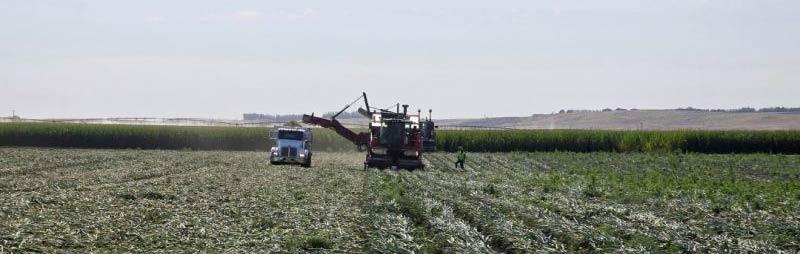 Harvest Season is Here! | Onions | Pacific Northwest