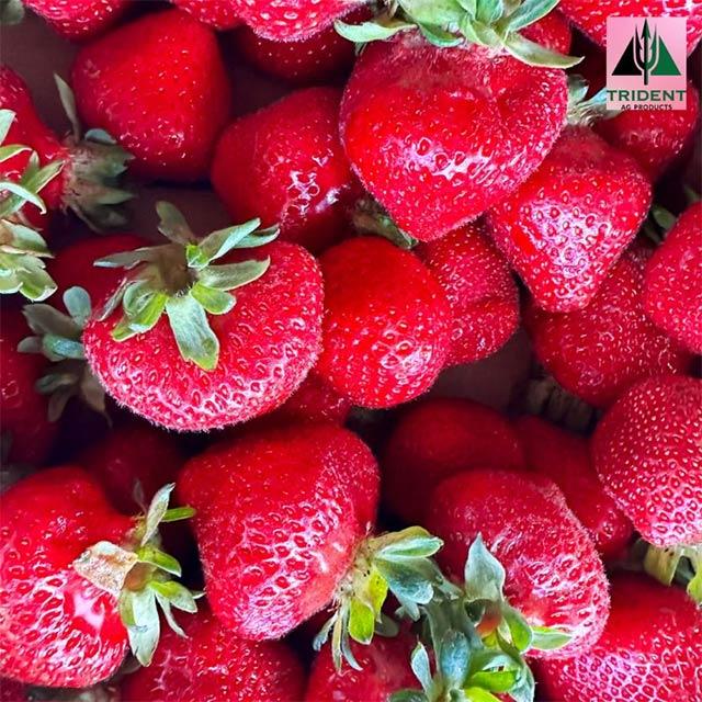 Clark's Berry Farm | Lynden, WA