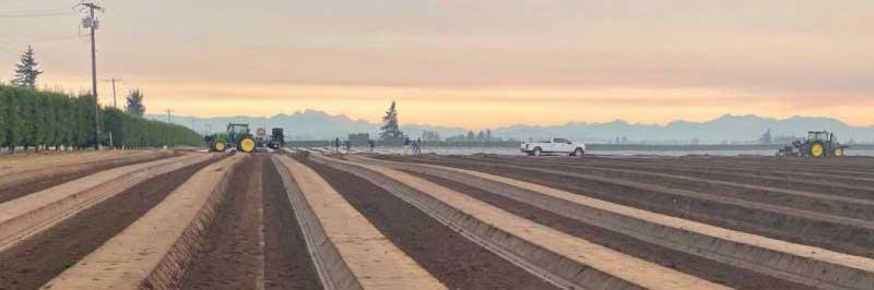 Raspberry Crop | Washington State