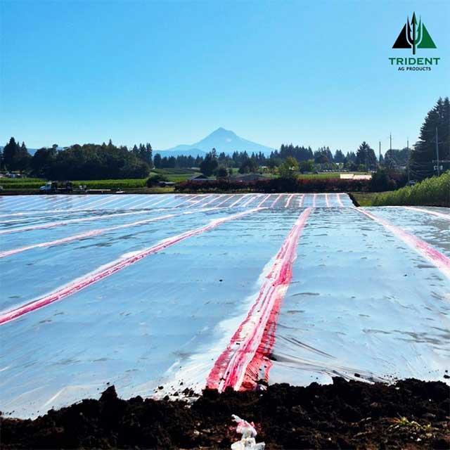 Ornamental Nurseries | Boring, Oregon